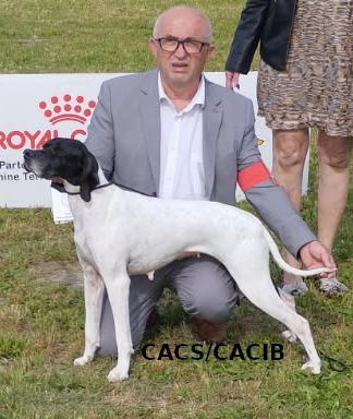 CH. Nala Des Bocages Auvergnats